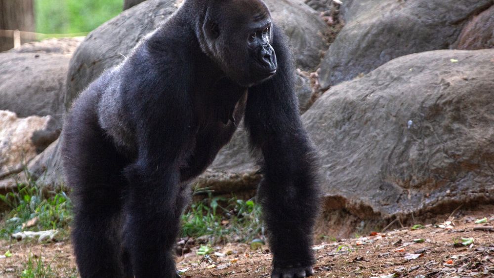 61 éves korában elpusztult a világ legidősebb hím gorillája | Euronews