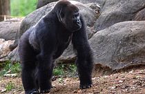Az atlantai állatkert egyik gorillája