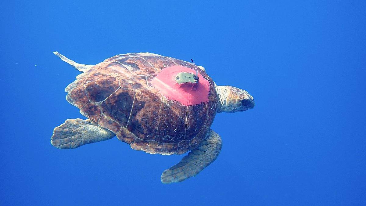 Sub-adult Loggerhead Turtle with Argos tag