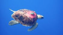 Sub-adult Loggerhead Turtle with Argos tag