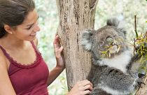 Tourists pose for photos with a koala in Australia