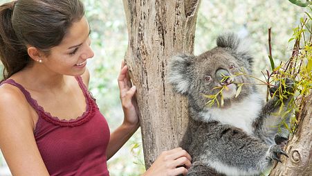 Tourists pose for photos with a koala in Australia