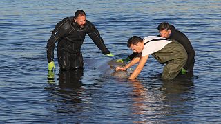 Δύτες προσπαθούν να βοηθήσουν τραυματισμένη μικρή φάλαινα που έχει βγει στην παραλία του Αλίμου