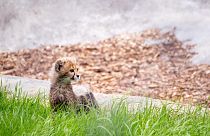 Across various online platforms, cheetah cubs are being sold as pets. 