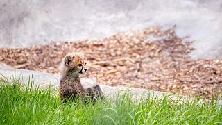 Across various online platforms, cheetah cubs are being sold as pets. 