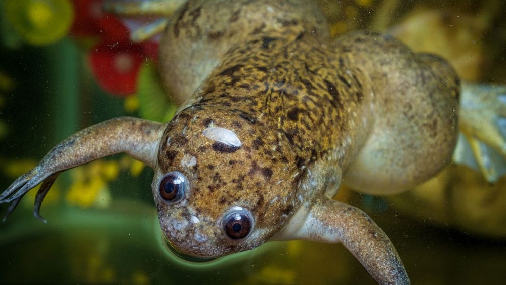 frogs-regrow-amputated-limbs-in-new-breakthrough-experiment
