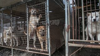 The custom of eating dog, long popular is southeast Asia, is falling out of favour with the public and government alike