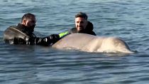 Jovem baleia deu à costa numa praia perto de Atenas