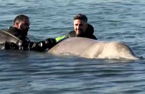 Grecia, salvata una balenottera ferita