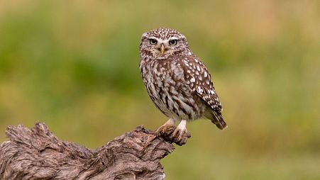 A burrowing owl stands on a log