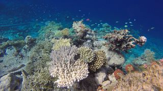 Coral has been observed in the bleaching process.