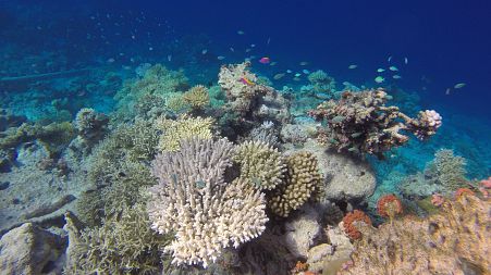 Coral has been observed in the bleaching process.