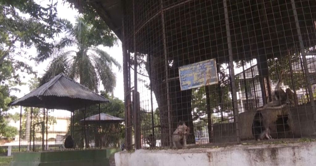 RDC le jardin zoologique de Kinshasa en quête de jouvence Africanews