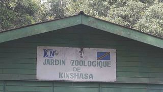 Kinshasa plans to renovate zoo decades after it first opened