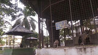 RDC : le jardin zoologique de Kinshasa en quête de jouvence