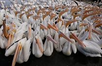 شاهد: الآلاف من طيور البجع المهاجرة تحط الرحال في قرية بيتاتان المكسيكية 