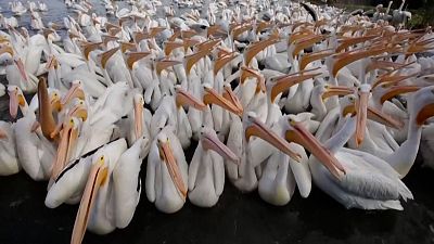 شاهد: الآلاف من طيور البجع المهاجرة تحط الرحال في قرية بيتاتان المكسيكية