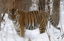 Амурский тигр Лютый был одним из старейших тигров на планете