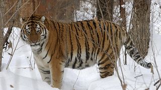 Амурский тигр Лютый был одним из старейших тигров на планете