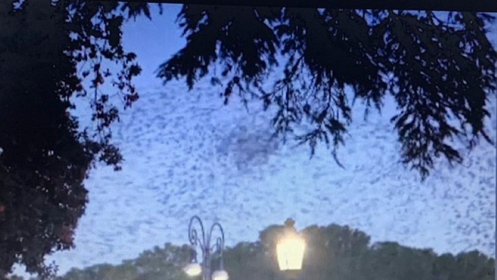 Loudspeakers that emit high-pitched screeches to scare away starlings in Rome