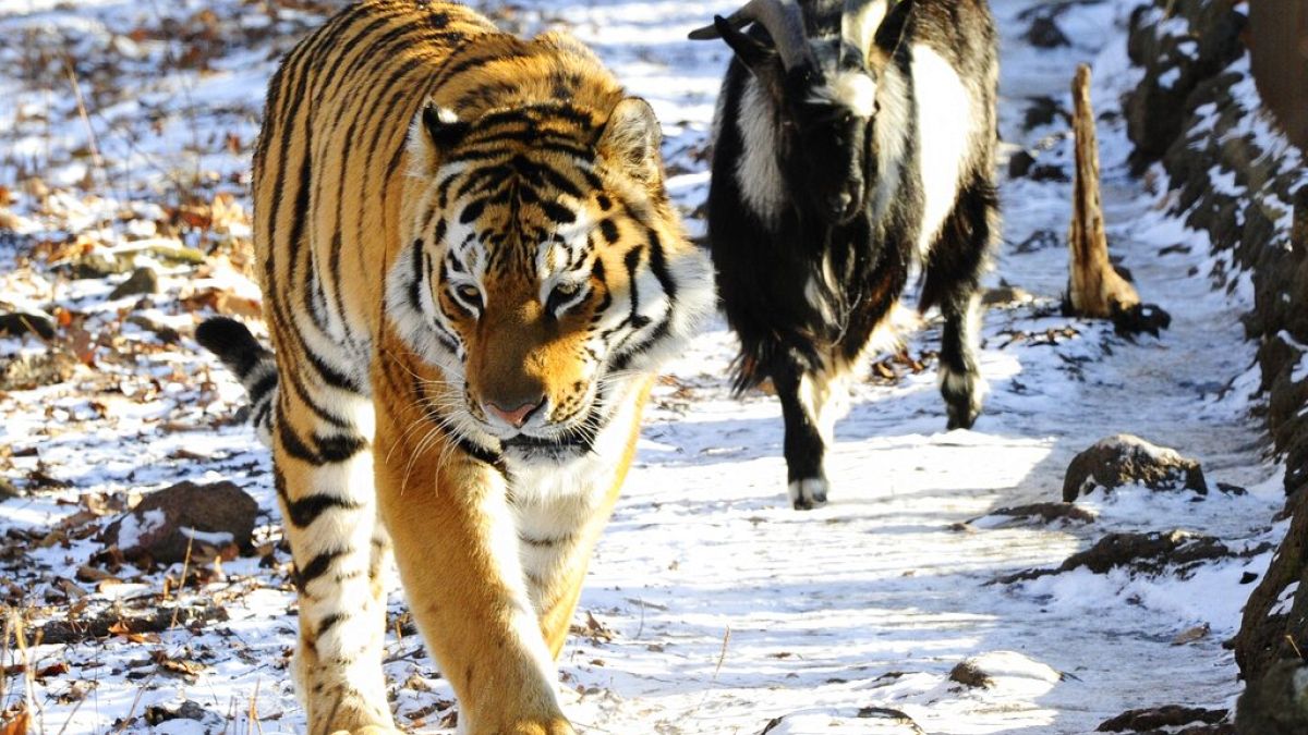 Amur el tigre y Timur la cabra en el parque Primorskiy, Vladivostok, Rusia 6/12/2015