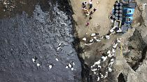 Περού: Πουλιά πεθαίνουν εξαιτίας πετρελαιοκηλίδας