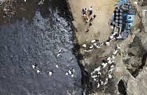 La lucha por la supervivencia de las aves víctimas del vertido de petróleo en Perú