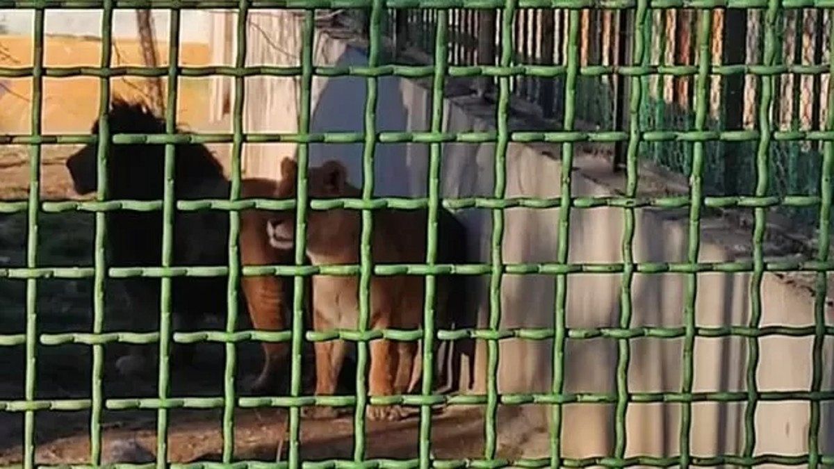 دو قلاده شیری که با حمله به نگهبان باغ وحش، او را به قتل رساندند