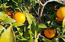 Plantación de naranjas en Valencia, España
