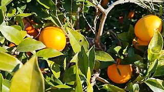 Plantación de naranjas en Valencia, España