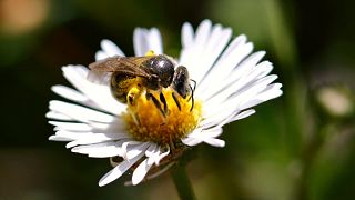 Tetragonula carbonaria - more commonly referred to as the sugarbag bee - is one of Australia's most prolific pollinators.