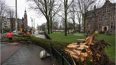 صورة لاقتلاع الأشجار في هولندا بسبب العاصفة كوري
