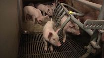 Кризис свиноводства в Евросоюзе: спроса меньше, чем предложений
