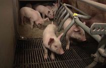 Кризис свиноводства в Евросоюзе: спроса меньше, чем предложений