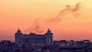 Between October and February every year, millions of starlings migrate from northern Europe to Italy in search of warmer temperatures for the winter.