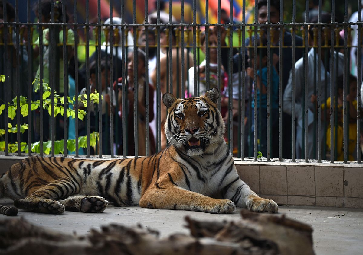 Chinese New Year Is A Reminder That We Need To Stamp Out The Illegal Tiger Trade Euronews 5652