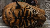 Rangers put a captured and sedated Sumatran tiger in a cage in Lurah Ingu Village, Indonesia.