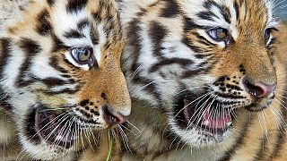 South Africa: Tigers threatened by commercial breeding: charity