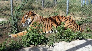 Afrique du Sud : la vie sauvage des tigres menacée par le commerce