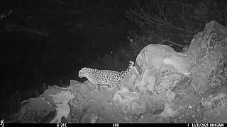 Leopardo-do-extremo-oriente avistado na Rússia