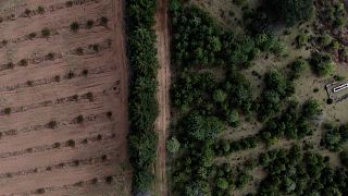 Avocado on the left, natural forest on the right