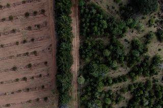 Avocado on the left, natural forest on the right