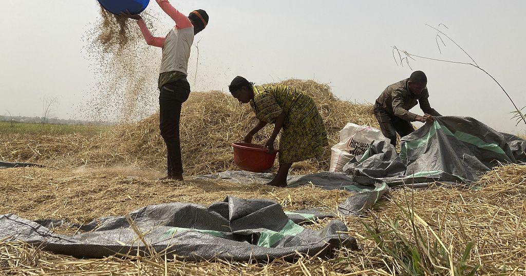 Hunger Crisis Looms In Nigeria Amid Conflict Between Farmers Herders 