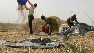 Hunger crisis looms in Nigeria amid conflict between farmers, herders