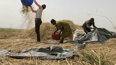 Nigeria : les violences communautaires menacent l’agriculture