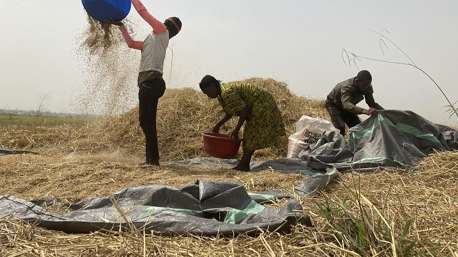 Herdsmen destroying our multi-million naira farm crops —Ekiti farmers cry  for help - Tribune Online