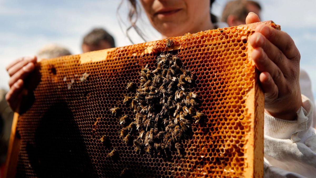 Honig aus Georgien: Der weite Weg Europas zum langen Bienen-Rüssel