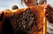 Honig aus Georgien: Der weite Weg Europas zum langen Bienen-Rüssel
