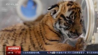 ولادة توأم من النمور المهددة بالانقراض  في حديقة حيوان جنوب الصين