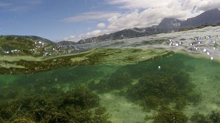 Кораллы чувствительны к малейшим изменениям температуры или состава воды
